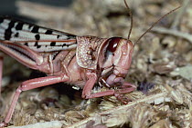 Desert Locust (Schistocerca gregaria), Africa