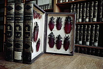 Historical collection of Thomson's Beetle specimens, France