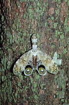 Lanternfly (Laternaria sp) on tree trunk, Central America