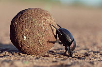 Dung Beetle (Scarabaeidae) rolling dung ball, Kenya