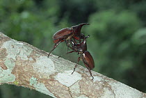 Rhinoceros Beetle (Xylotrupes gideon) pair fighting, Asia