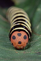 Indian Awkling (Choaspes benjaminii) caterpillar, Shiga, Japan