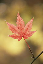 Japanese Maple (Acer palmatum) fall colors, Shiga, Japan