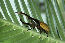 Hercules Scarab Beetle (Dynastes hercules) on palm, side view, South America