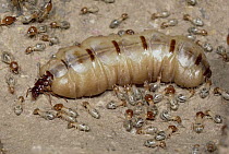 Termite (Macrotermes gilvus) primary queen surrounded by workers, Africa