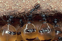 Carpenter Ant (Camponotus sp) repletes hanging from ceiling of larder, engorged with nectar they will regurgitate on demand to other workers, central Australia