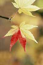 Japanese Maple (Acer palmatum) in fall colors, Shiga, Japan