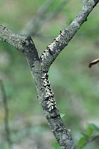 Moth (Gastropacha quercifolia) caterpillar, Shiga, Japan