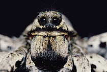 Close up of Trapdoor Spider, France