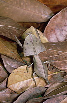 Brown Leaf Mantis (Deroplatys truncata) camouflaged against leaves on forest floor, Asia