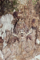 Noctuid Moth (Catocala sp) camouflaged against tree trunk, Asia
