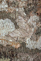 Noctuid Moth (Catocala sp) camouflaged against tree trunk, Asia