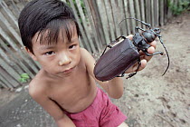 Longhorn Beetle (Titanus giganteus) one of world's largest beetles, held by child, South America