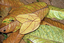 Moth, camouflaged against leaves on tropical rainforest floor, Colombia