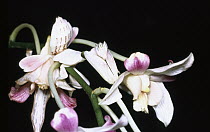Orchid Mantis (Hymenopus coronatus) on orchid flower, Asia