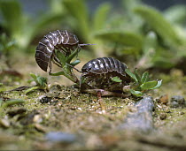 Common Pillbug (Armadillidium vulgare) pair of adults in garden, worldwide distribution