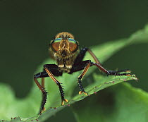 Robber Fly (Promachus yesonicus) close up portrait on leaf, Shiga, Japan