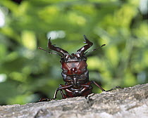 Saw Stag Beetle (Prosopocoilus inclinatus) close up portrait of adult in defensive posture, Shiga, Japan