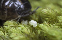 Common Pillbug (Armadillidium vulgare) adult with young individual called a manca in moss, worldwide distribution