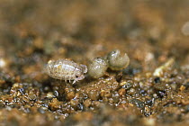 Common Pillbug (Armadillidium vulgare) three young, called manca, recently emerged from mother's brood pouch, worldwide distribution