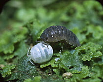 Common Pillbug (Armadillidium vulgare) juvenile touching a young individual known as a manca that is rolling into a protective ball, worldwide distribution