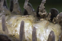 Common Pillbug (Armadillidium vulgare) female showing brood pouch full of young, called manca, worldwide distribution