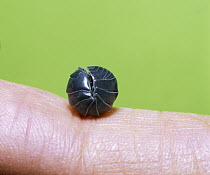 Common Pillbug (Armadillidium vulgare) adult rolled into protective ball, worldwide distribution