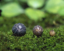Common Pillbug (Armadillidium vulgare) adult, juvenile and young rolled into protective balls, worldwide distribution, sequence 2 of 2