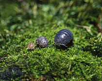 Common Pillbug (Armadillidium vulgare) adult, juvenile and young before rolling into protective balls, worldwide distribution, sequence 1 of 2