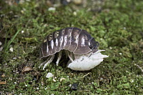 Common Pillbug (Armadillidium vulgare) juvenile touching a young individual known as a manca that is rolling into a protective ball, worldwide distribution
