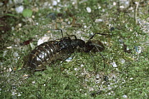 Common Pillbug (Armadillidium vulgare) adult being eaten by lizard, worldwide distribution