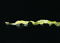 Common Pillbug (Armadillidium vulgare) group living under a log in typical damp habitat, worldwide distribution