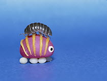 Common Pillbug (Armadillidium vulgare) atop a toy replica, worldwide distribution