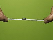 Common Pillbug (Armadillidium vulgare) balancing on string, worldwide distribution