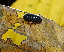 Common Pillbug (Armadillidium vulgare) feeding on leaf, worldwide distribution