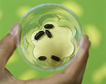 Common Pillbug (Armadillidium vulgare) five collected in a glass, worldwide distribution