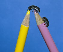 Common Pillbug (Armadillidium vulgare) pair climbing on pencils, worldwide distribution