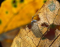 Common Pillbug (Armadillidium vulgare) feeding on leaf, worldwide distribution