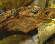 Common Pillbug (Armadillidium vulgare) living on the underside of leaves, worldwide distribution