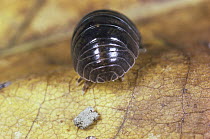 Common Pillbug (Armadillidium vulgare) adult portrait, worldwide distribution