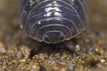 Common Pillbug (Armadillidium vulgare) adult backside, worldwide distribution