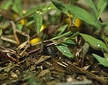 Common Pillbug (Armadillidium vulgare) in typical habitat, worldwide distribution