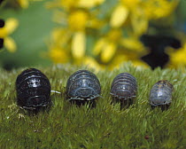 Common Pillbug (Armadillidium vulgare) group of four various ages, worldwide distribution