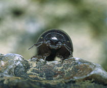 Common Pillbug (Armadillidium vulgare) adult portrait, worldwide distribution