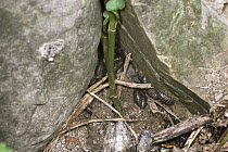 Common Pillbug (Armadillidium vulgare) group in typical damp habitat, worldwide distribution