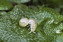 Common Pillbug (Armadillidium vulgare) pair of babies with one rolled up into a ball, worldwide distribution
