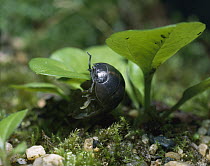 Common Pillbug (Armadillidium vulgare) adult climbing on plant, worldwide distribution