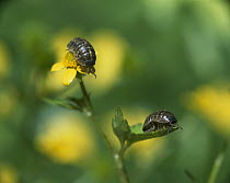 Common Pillbug (Armadillidium vulgare) pair climbing on garden plants, worldwide distribution
