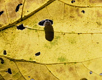 Common Pillbug (Armadillidium vulgare) peeking through a leaf hole, worldwide distribution