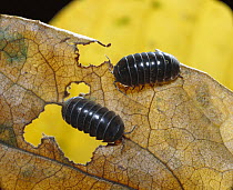 Common Pillbug (Armadillidium vulgare) pair feeding on leaf, worldwide distribution